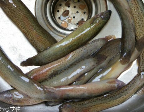 泥鰍是鯰魚(yú)嗎？泥鰍跟鯰魚(yú)不同