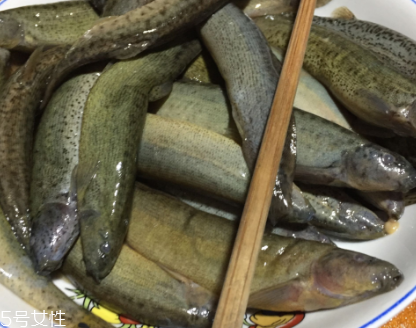 泥鰍是鯰魚(yú)嗎？泥鰍跟鯰魚(yú)不同