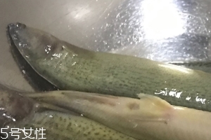 泥鰍會吃小魚嗎？這個(gè)是不會的