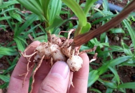 白芨是溫性還是涼性 白芨偏寒性