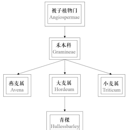 青稞是大麥嗎？青稞是小麥嗎