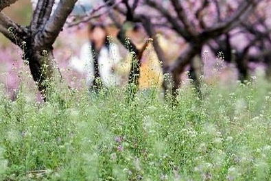 地菜花的功效與作用 地菜花的營養(yǎng)價(jià)值