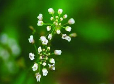 地菜花是什么菜？地菜花是熱性還是涼性