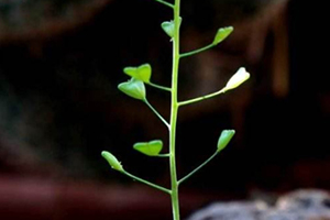 地菜花是什么菜？地菜花是熱性還是涼性