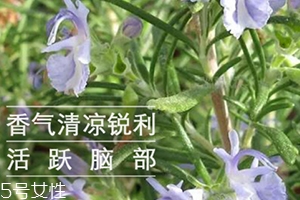 迷迭香精油怎么用？迷迭香精油使用注意事項(xiàng)