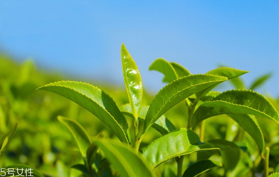 精油用在護膚哪一步 精油護膚的好處