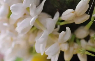 茉莉精油多少錢一瓶？茉莉精油為什么貴