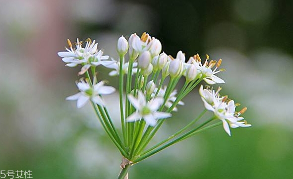 韭菜花和韭菜的區(qū)別 韭菜花是韭菜長(zhǎng)出來(lái)的花嗎