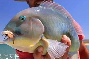 青衣魚(yú)多少錢(qián)一斤 青衣魚(yú)和蘇眉魚(yú)如何區(qū)分