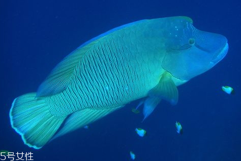 蘇眉魚(yú)多少錢(qián)一斤 蘇眉魚(yú)有毒嗎