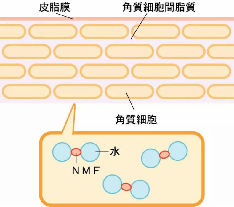 干性肌膚怎么抗皺 干性肌抗皺注意三點