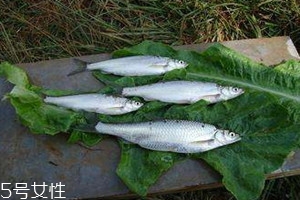 白條魚多少錢一斤 白條魚的選購(gòu)技巧