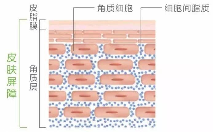 干皮怎么補水 干皮科學(xué)補水三步走