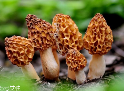 羊肚菌是發(fā)物嗎？羊肚菌屬于發(fā)物嗎？