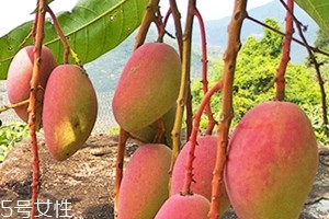 貴妃芒和小臺(tái)芒那個(gè)好吃 貴妃芒和小臺(tái)芒的區(qū)別