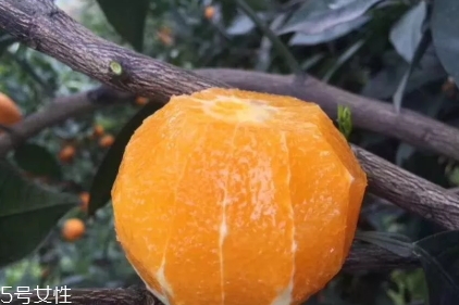 倫晚臍橙口感是酸的還是甜的？倫晚臍橙好吃嗎