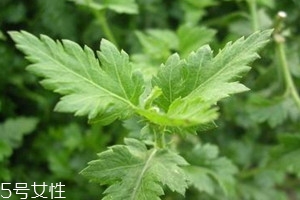 菊花腦什么時(shí)候種 菊花腦什么時(shí)候采收