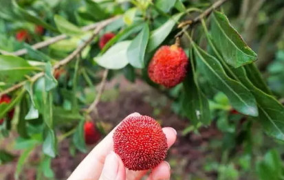 東魁楊梅好吃嗎？東魁楊梅為什么這么火