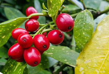 蔓越莓膠囊可以長(zhǎng)期吃嗎？蔓越莓膠囊長(zhǎng)期吃的危害