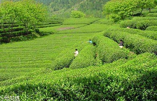 日照綠茶哪個牌子好？日照綠茶怎么辨別好壞