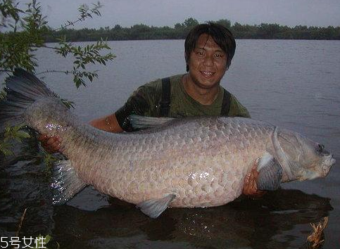 青魚(yú)能做魚(yú)干嗎？青魚(yú)怎么做成魚(yú)干？