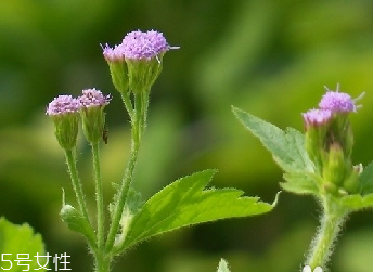 藿香和麝香是一樣嗎？藿香和麝香的區(qū)別