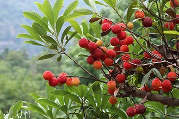 梅花是發(fā)物嗎？皮膚過敏的人能喝梅花茶嗎？