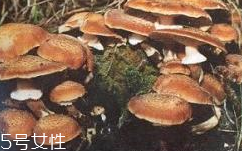 榛蘑是蘑菇嗎？榛蘑是什么蘑菇？