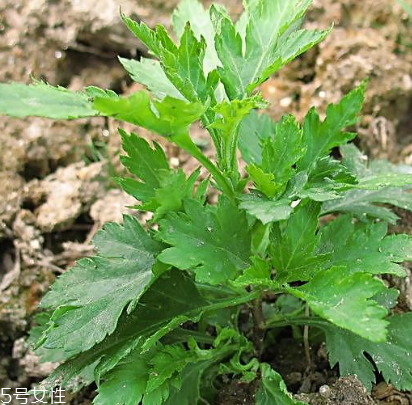 菊花腦能吃嗎？菊花腦的味道