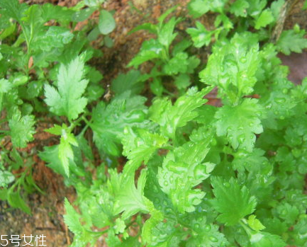 菊花腦和南瓜能一起吃嗎？菊花腦能和水果一起吃嗎？