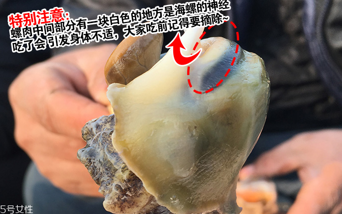 海螺會中毒嗎？吃海螺中毒多久會緩解？