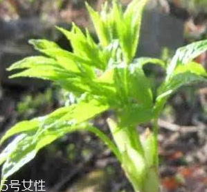 刺五加的好處 刺五加對(duì)人體有什么好處？