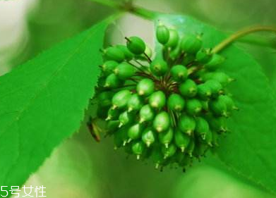 刺五加能不能做餃子餡？刺五加怎么做餃子餡？