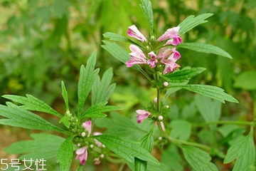 益母草顆粒在哪里購(gòu)買(mǎi) 各大藥店都有