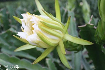 霸王花怎么做更才更好吃