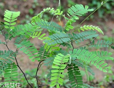 雞骨草治療大三陽嗎 只能輔助治療