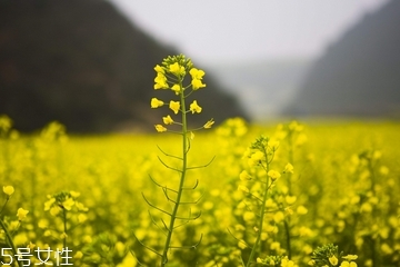 菜籽油是什么顏色 每個(gè)等級顏色不同