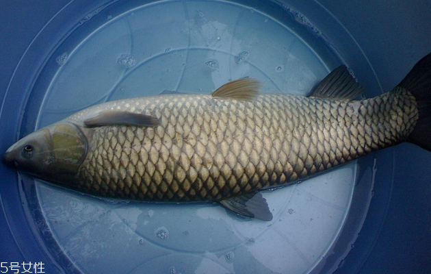 草魚是淡水魚嗎 典型的淡水魚