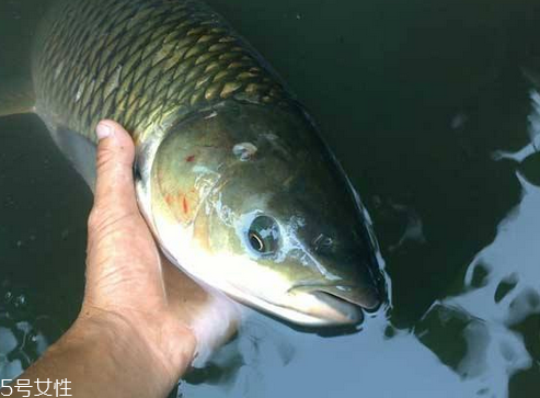 草魚(yú)是海鮮嗎 肯定不是