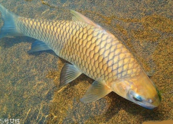 鯽魚是羅非魚嗎 淡水魚跟海魚