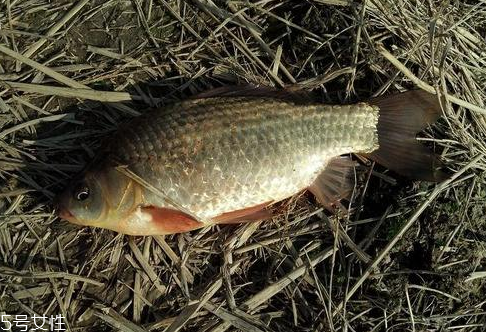 鯽魚是淡水魚嗎 淡水中長(zhǎng)大