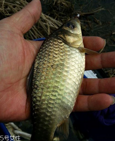 鯽魚是淡水魚嗎 淡水中長(zhǎng)大