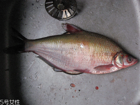 鳊魚和鯽魚哪個(gè)刺多 鯽魚刺很多