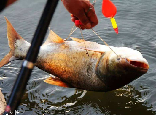 鰱魚(yú)熱量高嗎 不算很高