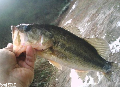 鱸魚可以做湯嗎 做湯很鮮美