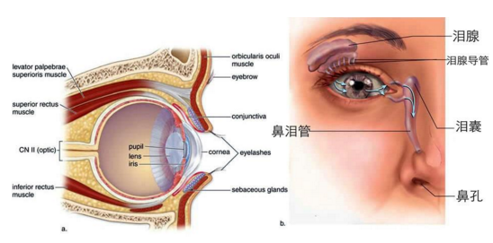 眼睛腫了怎么辦才能消腫 眼睛腫了快速消腫法