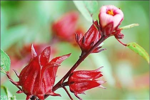 洛神花是什么花 洛神花其實不是花