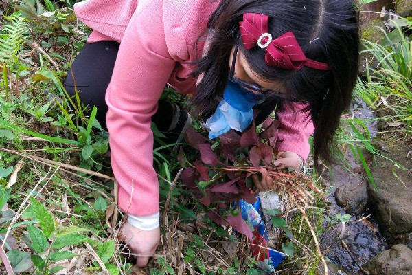 野生折耳根哪里能挖到？一次食用需控制在這個量