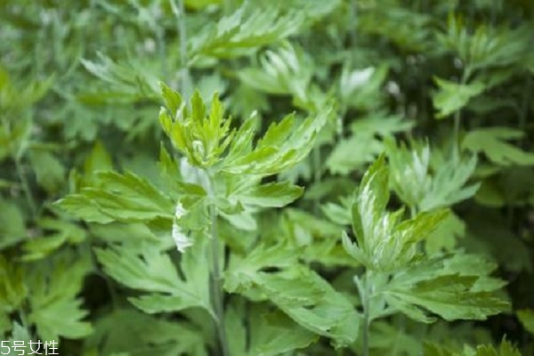 艾草泡腳有什么好處嗎 原來(lái)有這些好處