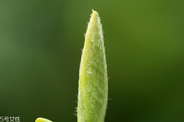 白茶怎么儲(chǔ)存方法 這些方法都好用